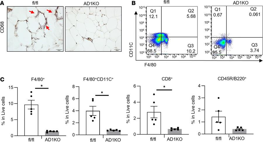 Adipocyte-specific deletion of Dnmt1 results in reduced immune cell infi...