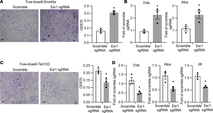 Targeted methylation at the Esr1 promoter in adipocytes regulates macrop...