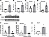 DNMT1 mediates HFD-induced increase of DNA methylation at Esr1 promoter.