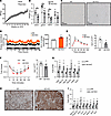 Adipocyte Dnmt1 deletion improves metabolic phenotypes in female mice fed H