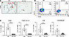 Adipocyte-specific deletion of Dnmt1 results in reduced immune cell infiltr