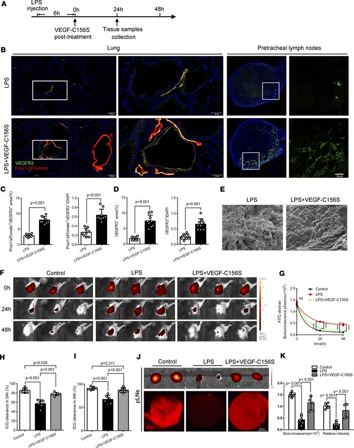 Posttreatment with VEGF-C156S ameliorated pulmonary lymphatic drainage f...