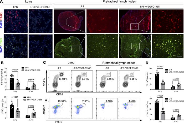 VEGF-C156S posttreatment promoted pulmonary inflammatory cells draining ...