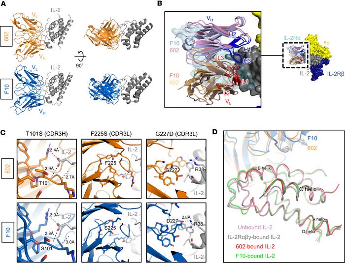Structural basis for biased activity of F10 IC.
(A) Crystallographic str...