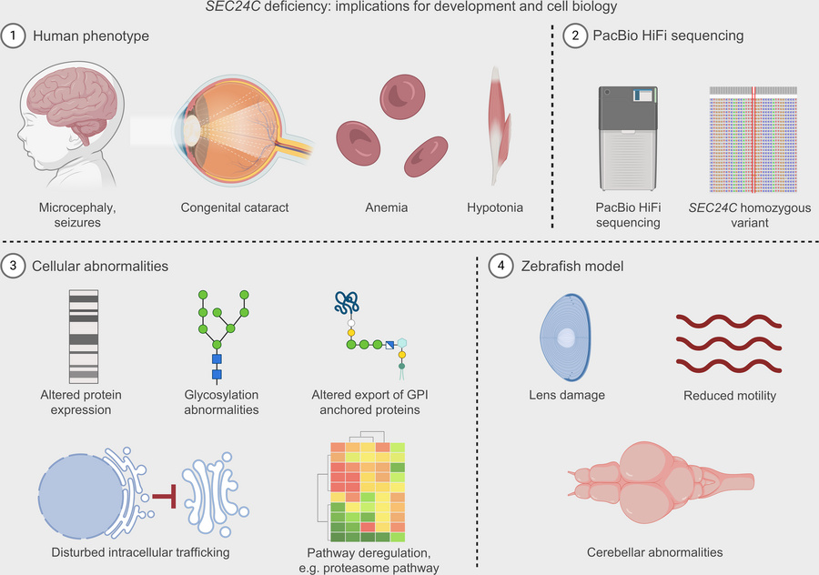 graphical abstract