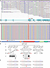 Long-read genome sequencing shows the homozygous c.333del variant.