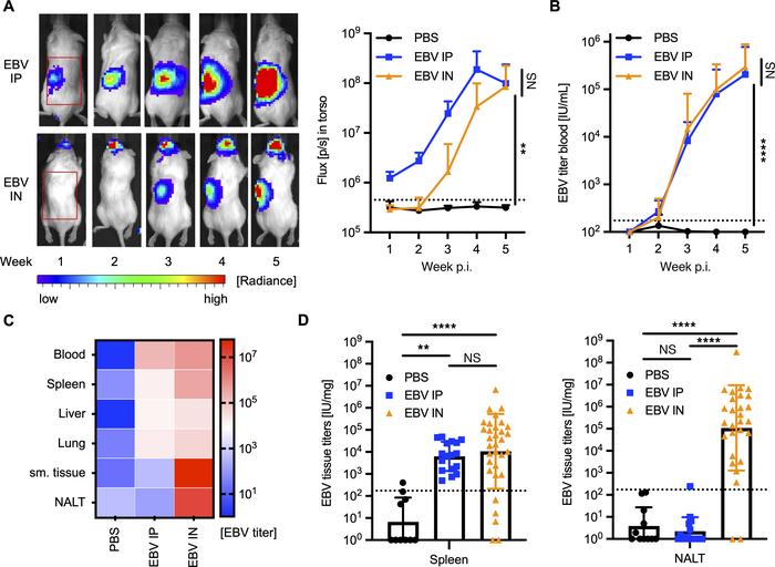 EBV is present in submandibular tissue and NALT following intranasal inf...