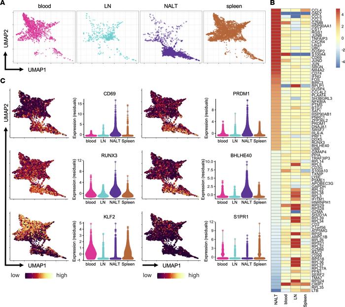 scRNA-Seq reveals TRM-like transcriptome of NALT CD8+ T cells following ...