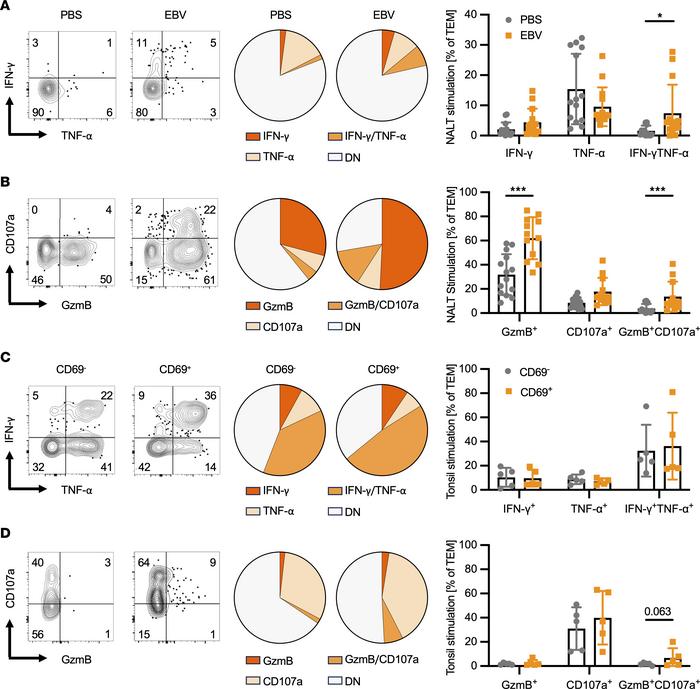 Function of TEM derived from NALT during i.n. EBV infection or from tons...