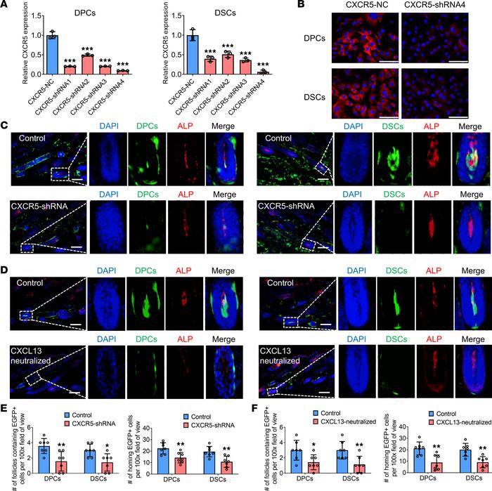 The CXCL13/CXCR5 axis mediates the homing of exogenous hfMSCs into folli...