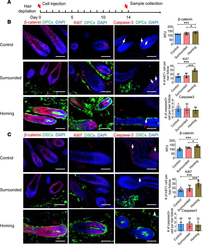 Exogenous hfMSCs promote the expression of β-catenin and Ki67 of the rec...