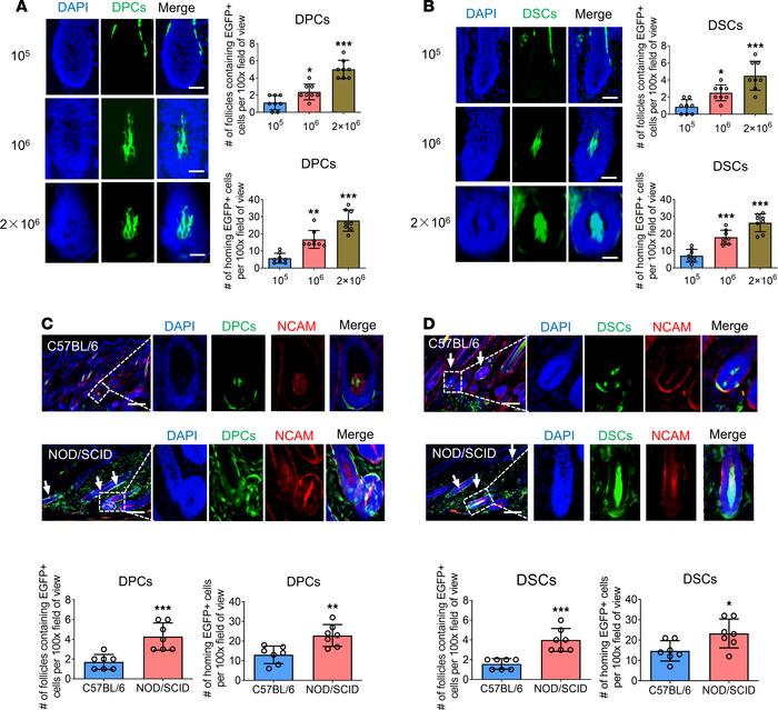Cell dose and immunological rejection affect the homing rate of exogenou...