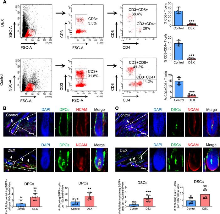Dexamethasone restores the homing rate of exogenous hfMSCs impaired by i...