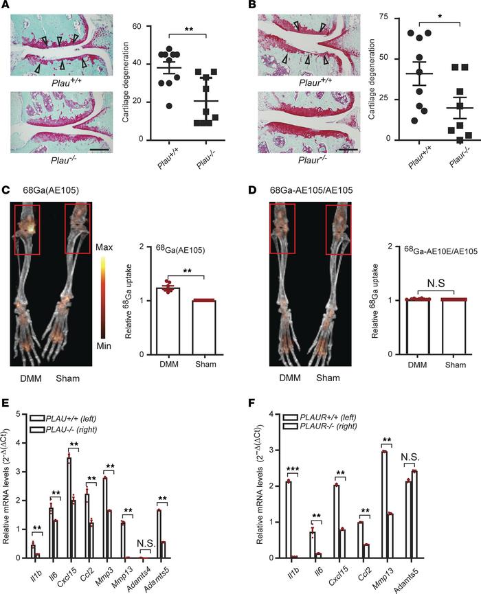 Another key fibrinolysis molecule, uPA, and its receptor, uPAR, also pla...