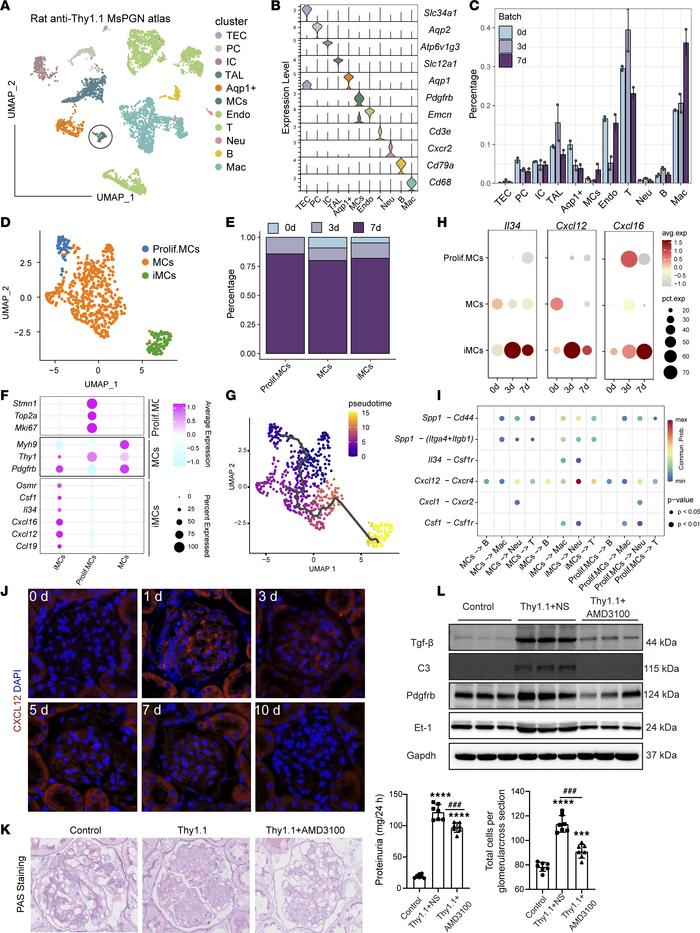 Altered Cxcl12 expression in the rat anti-Thy1.1 MsPGN model.
(A) UMAP p...
