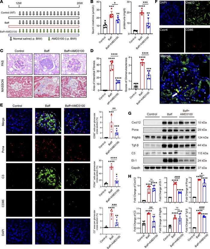 Effects of Cxcr4 blockade on kidney in the BAFF IgAN model.
(A) Schedule...
