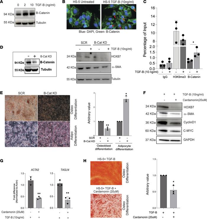 TGF-β–induced WNT signaling drives the HOXB7-mediated pro-osteogenic pro...