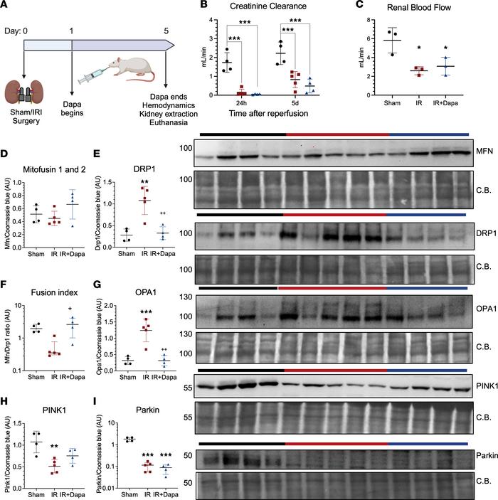 Five days following AKI, dapagliflozin optimizes restoration of mitochon...