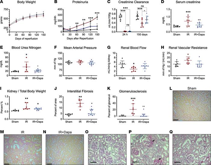 A 10-day treatment with dapagliflozin after IRI prevented AKI-to-CKD tra...