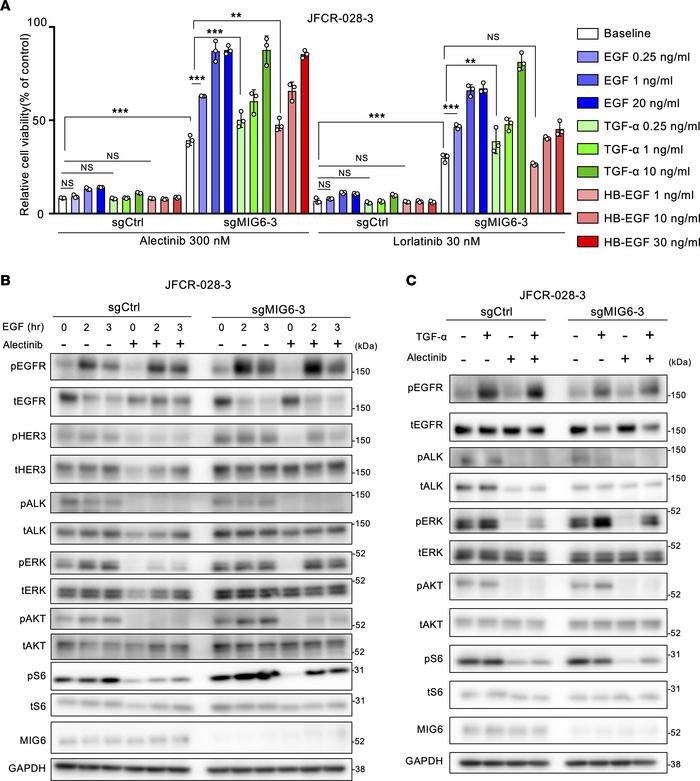 Low-dose EGFR ligands confer more resistance to ALK inhibitors in MIG6-k...