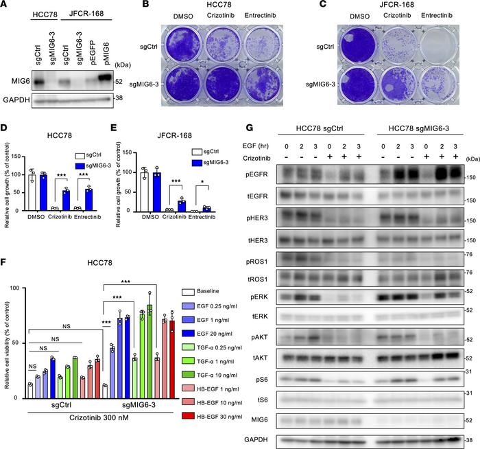 MIG6 depletion confers resistance to ROS1-TKIs in ROS1-rearranged NSCLC ...