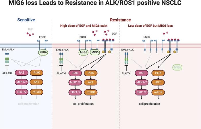 graphical abstract