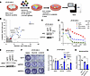 CRISPR library screening identifies MIG6 depletion in ALK-TKI–resistant cel