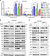 Low-dose EGFR ligands confer more resistance to ALK inhibitors in MIG6-knoc