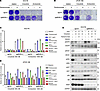 Resistance resulting from MIG6 depletion can be overcome by combining EGFR