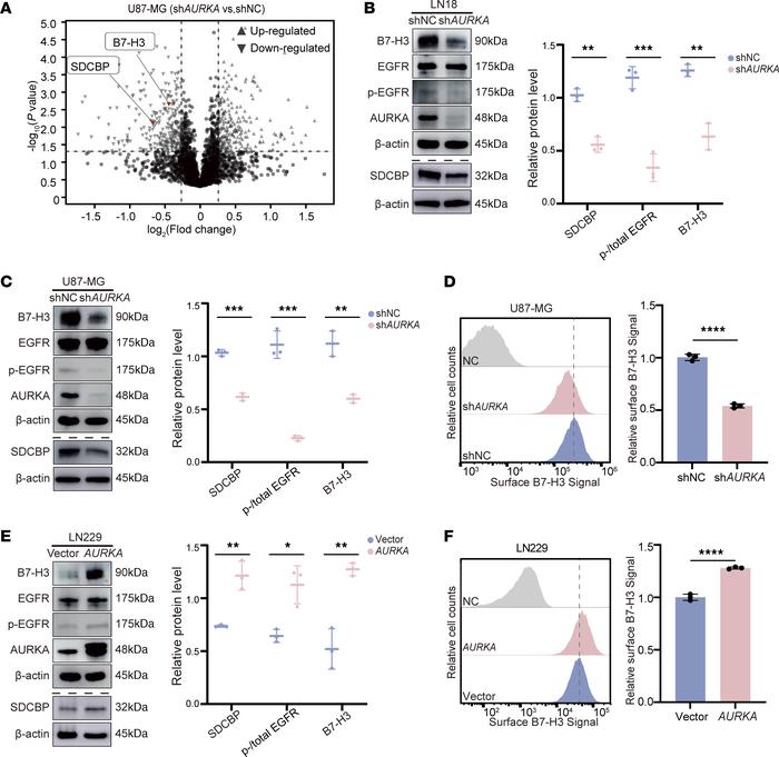 AURKA regulates B7-H3 expression.
(A) Volcano plot of the proteomics dat...