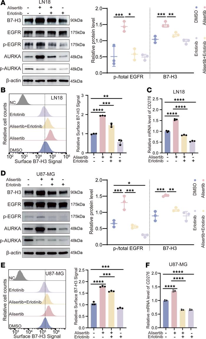 The AURKA inhibitor regulates B7-H3 expression through EGFR phosphorylat...