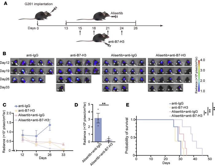 The combination of alisertib with an anti–B7-H3 mAb reduces tumor size.
...