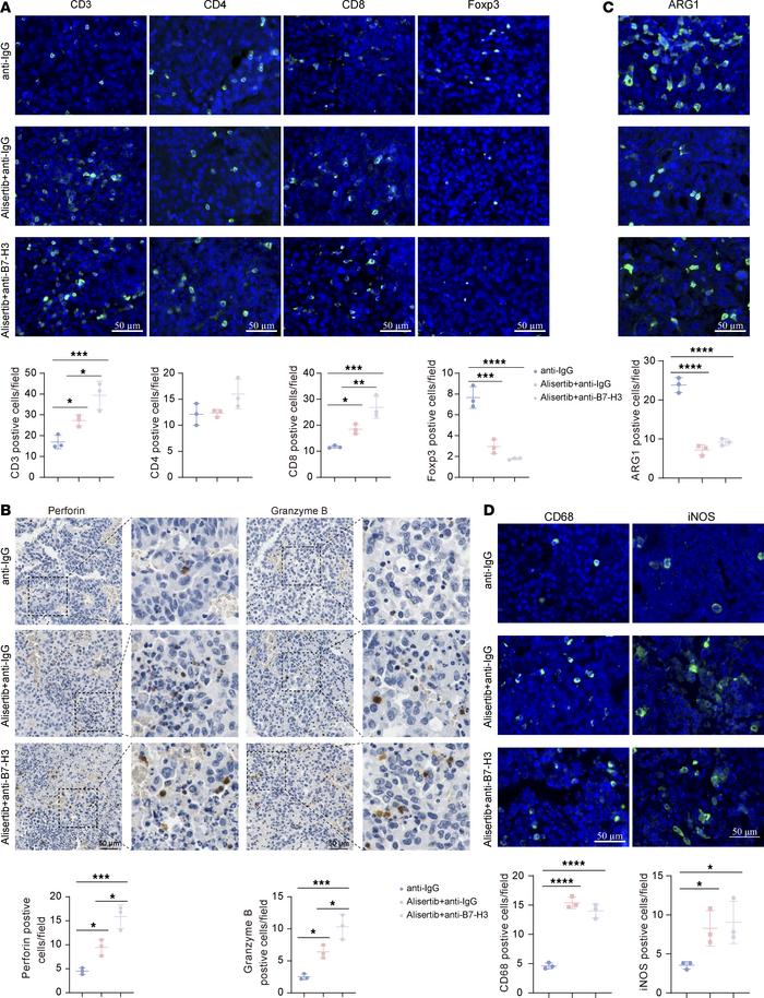 The combination of alisertib with an anti–B7-H3 mAb increases CD8+ T cel...