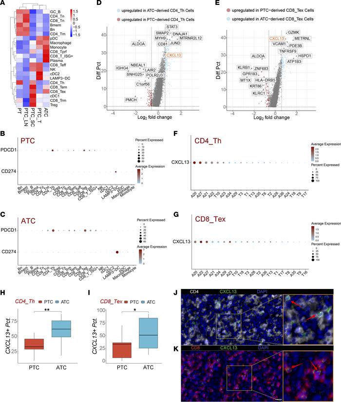 Existence of CXCL13+ exhausted T cells in ATC tumors.
(A) Tissue prefere...