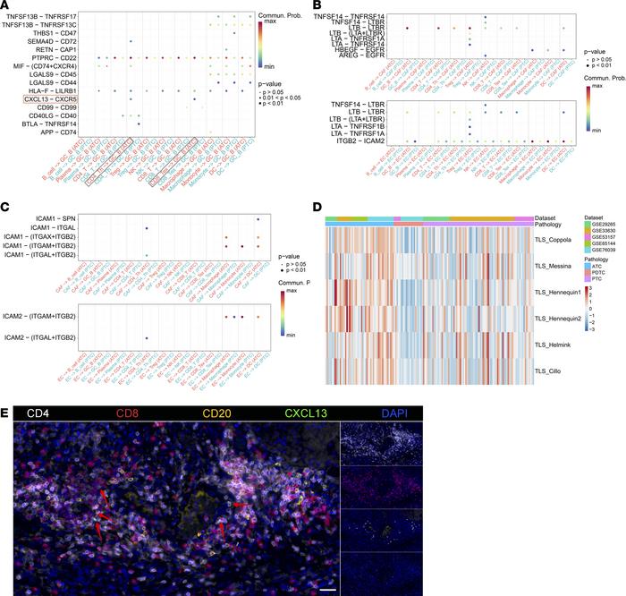 Potential early TLSs characterized in ATC samples.
(A) Different cell-ce...