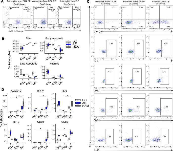 DP T cells induce an inflammatory phenotype in astrocytes.
(A and B) Rep...