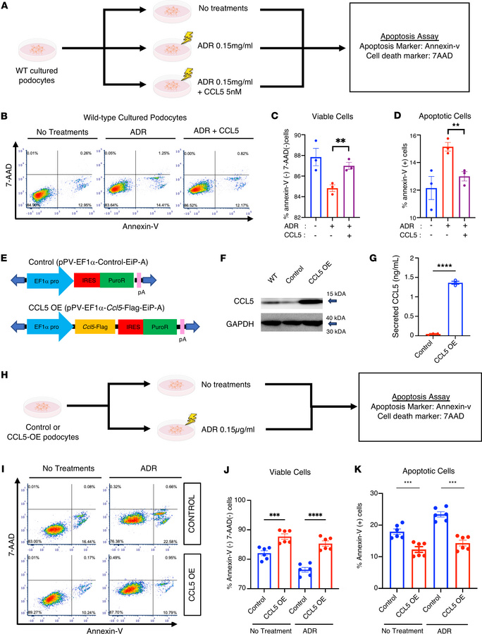 The effect of exogenous and endogenous CCL5 in the apoptosis of podocyte...