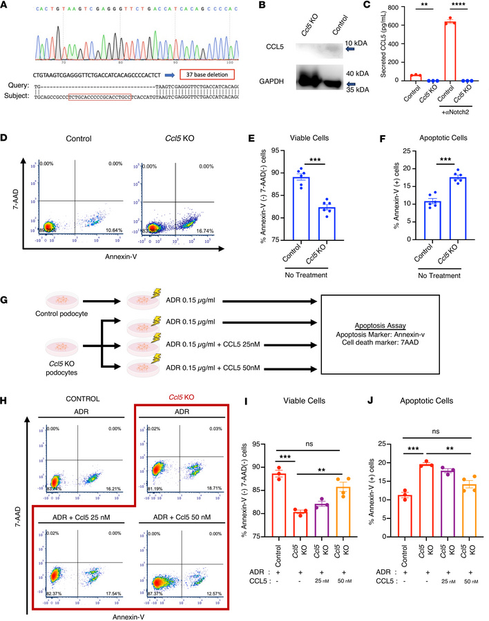 The effect of CCL5 deficiency in ADR-treated cultured podocytes.
(A) San...