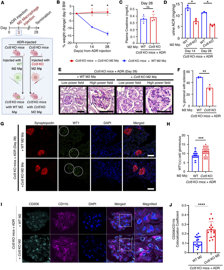 CCL5 in macrophages exacerbates ADR-induced nephropathy by limiting glom...
