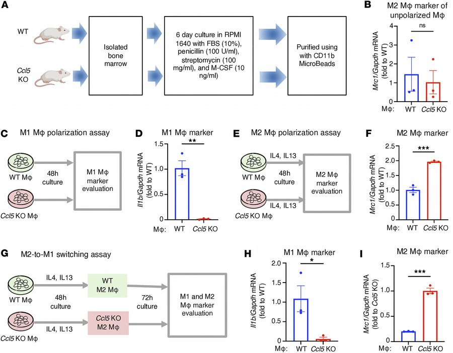CCL5 skews macrophage polarization toward the M1 phenotype and inhibits ...