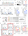 The effect of CCL5 deficiency in ADR-treated cultured podocytes.