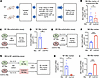 CCL5 skews macrophage polarization toward the M1 phenotype and inhibits M2
