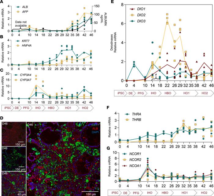 Gene markers and deiodinase expression patterns during the process of di...