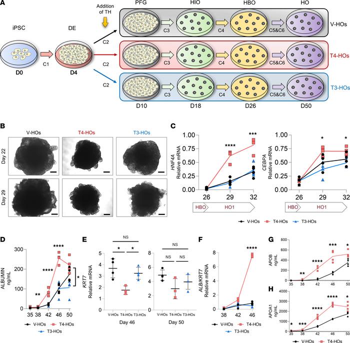 Formation of hepatic organoids in the presence or absence of TH.
(A) Gra...