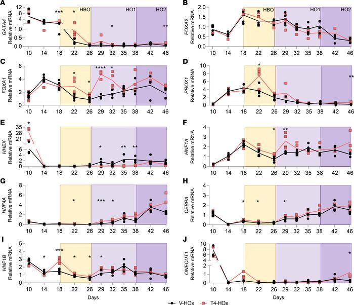Expression of TFs involved in liver development.
(A–J) Relative mRNA lev...