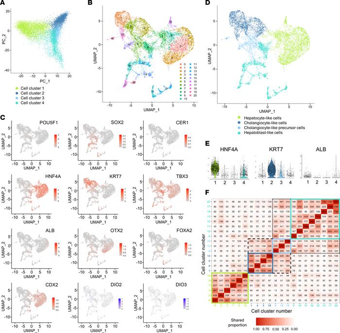 scRNA-Seq identification of cells in hepatic organoid at day 45.
(A) PCA...