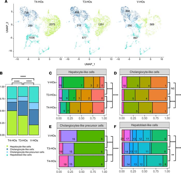 scRNA-Seq quantification of cells and gene expression in hepatic organoi...