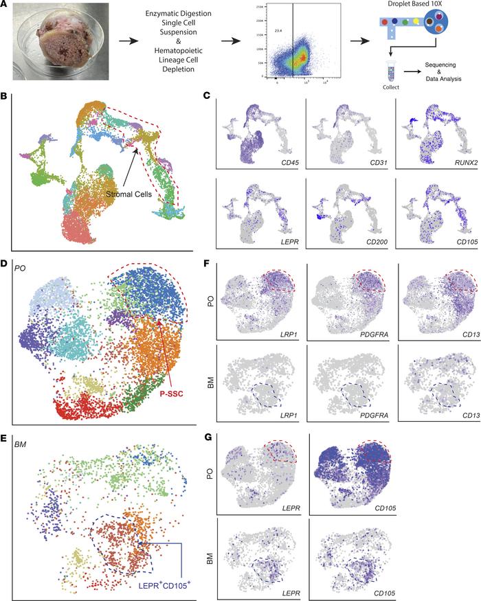 Human P-SSCs distinctly express LRP1 and SSC markers compared with BM SS...
