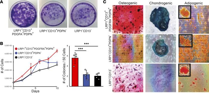 LRP1+CD13+PDGFRA+PDPN+ human periosteal cells are highly clonogenic and ...