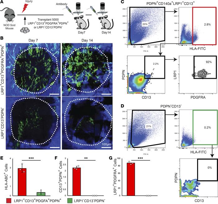 LRP1+CD13+PDGFRA+PDPN+ human P-SSCs engraft into calvarial bone injuries...
